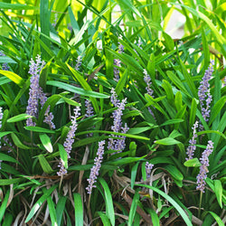 Product Image for Turf Lily Grass (4-Pack)