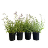 'Walker's Low' Catmint (4-Pack)