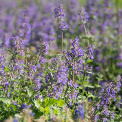 Product Image for 'Walker's Low' Catmint (4-Pack)