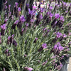 Lavender Plant