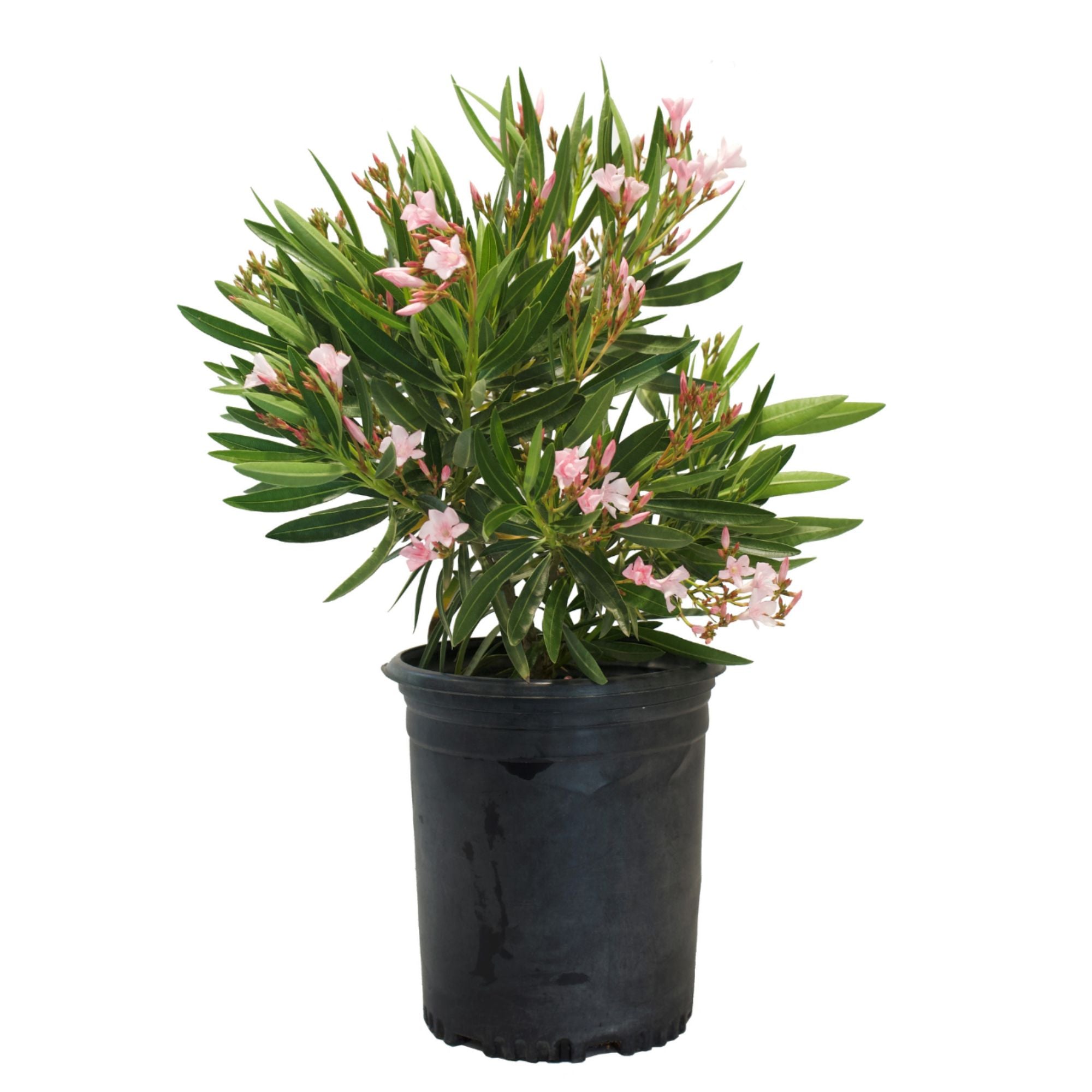 Flowering Oleander Shrub