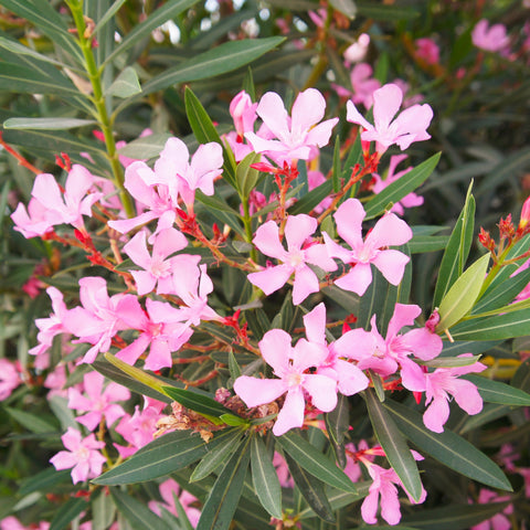 Flowering Oleander Shrub