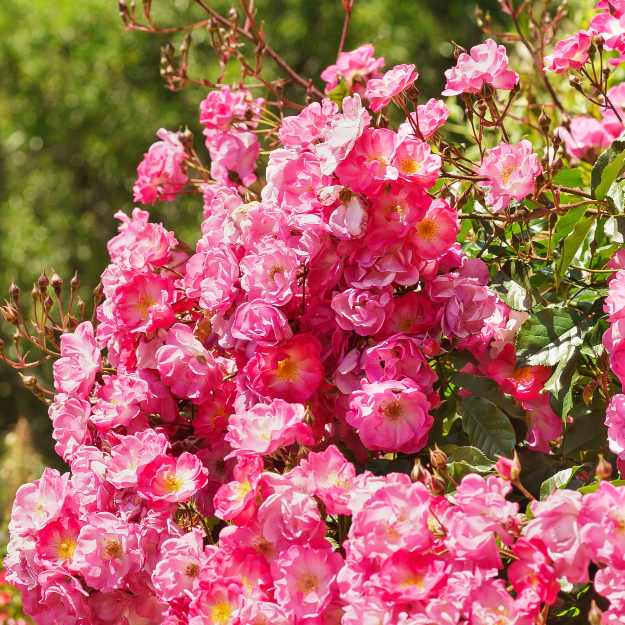 Groundcover Rose