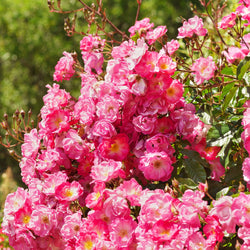 Product Image for Groundcover Rose