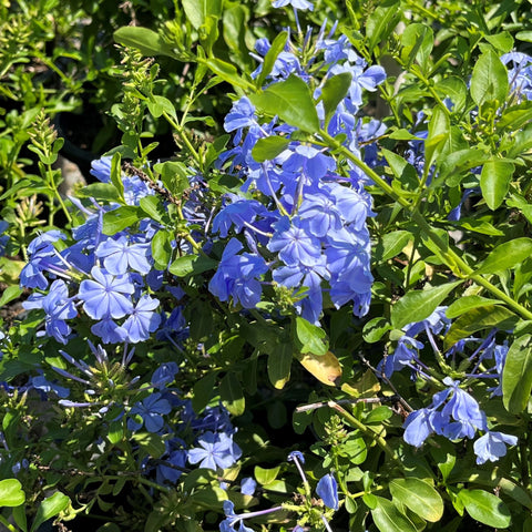 'Royal Cape' Plumbago (4-Pack)