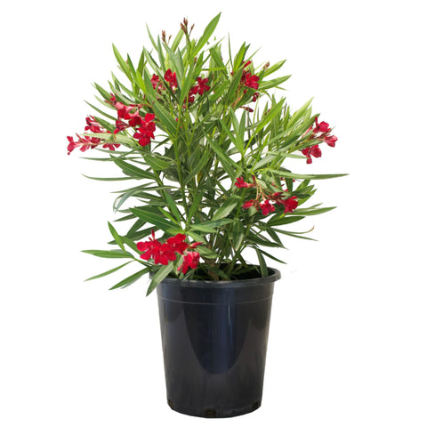 Flowering Oleander Shrub