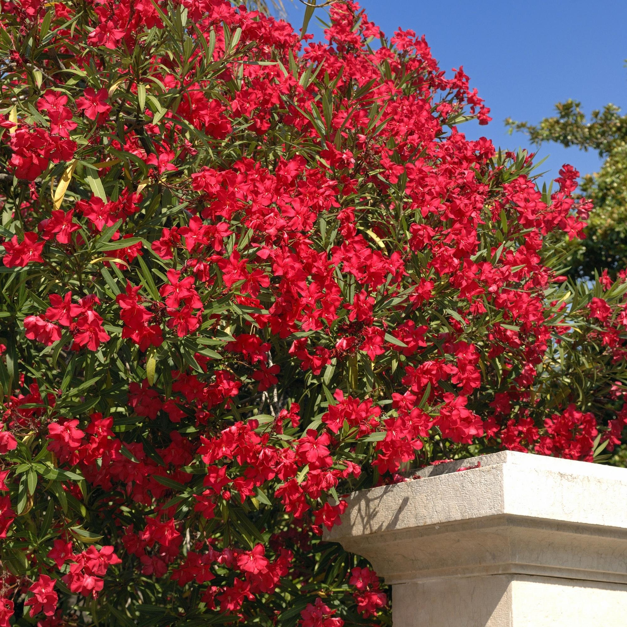 Flowering Oleander Shrub