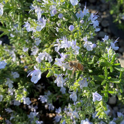 Product Image for Creeping Rosemary Shrub (4-Pack)