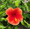 Hibiscus Shrub