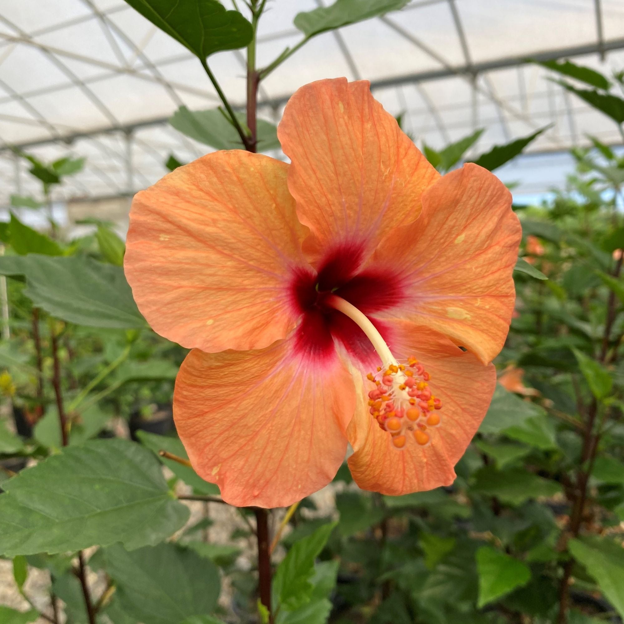 Hibiscus Shrub