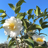 Camellia Shrub