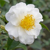 Camellia Shrub