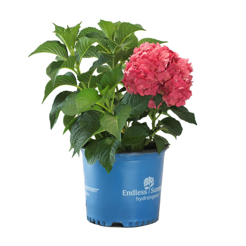 Hydrangea Shrub