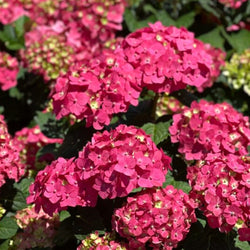 Product Image for Hydrangea Shrub