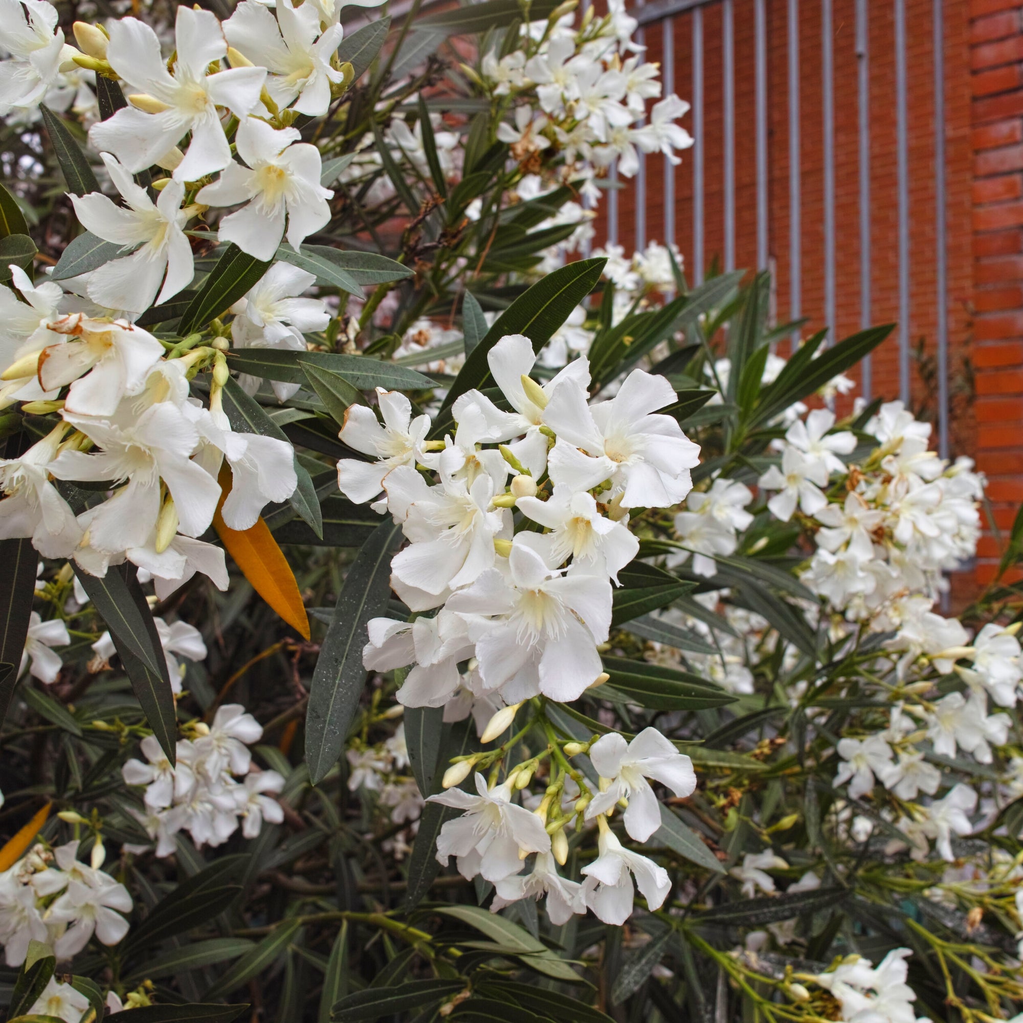 Flowering Oleander Shrub