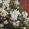 Flowering Oleander Shrub