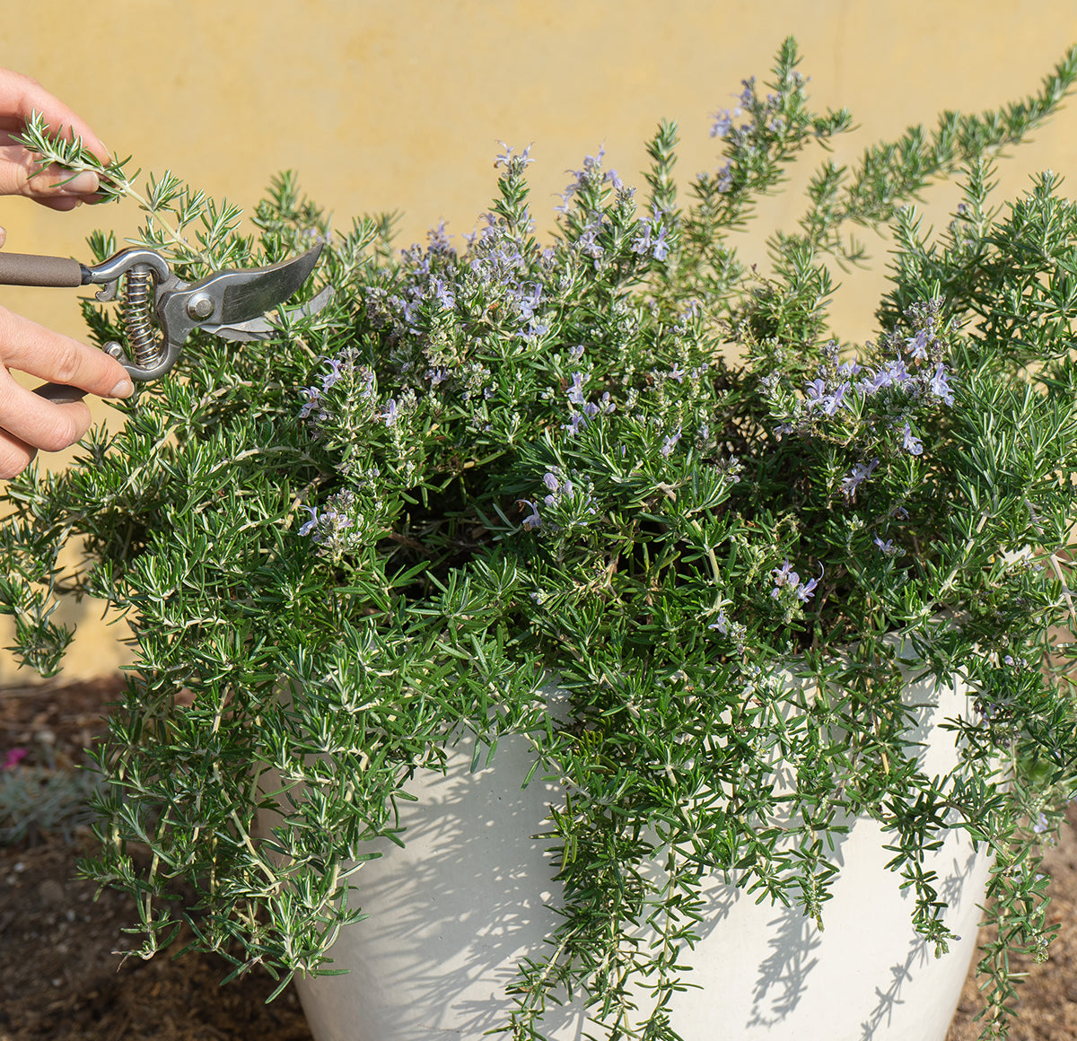 Creeping Rosemary Shrub (4-Pack)