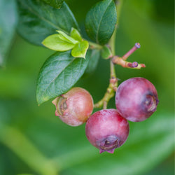 Product Image for Pink Lemonade Blueberry Bush