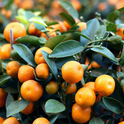 Product Image for Calamondin Tree