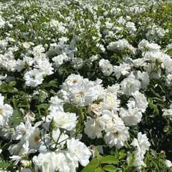 Product Image for White 'Iceberg' Shrub Rose